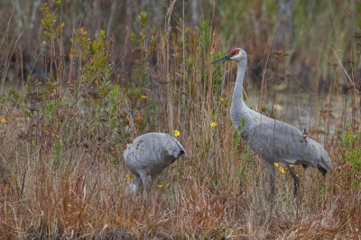 Image 0491 - Professional Wildlife photography by Bobby Shull