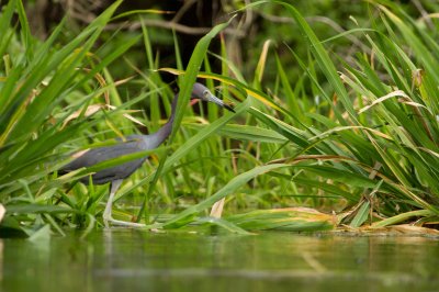Image 2082 - Professional Wildlife photography by Bobby Shull