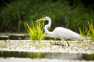 Image 2133 - Professional Wildlife photography by Bobby Shull